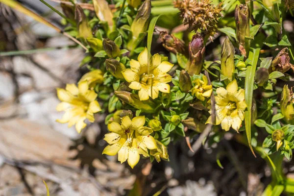 Sarı Gentiana çiçek yerli türleri — Stok fotoğraf