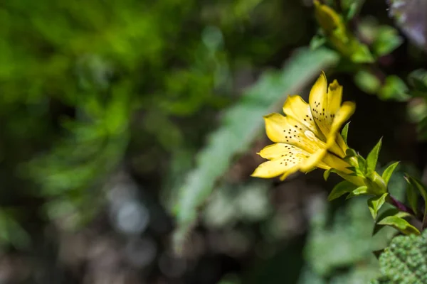 Espécies nativas de flores amarelas de Gentiana — Fotografia de Stock