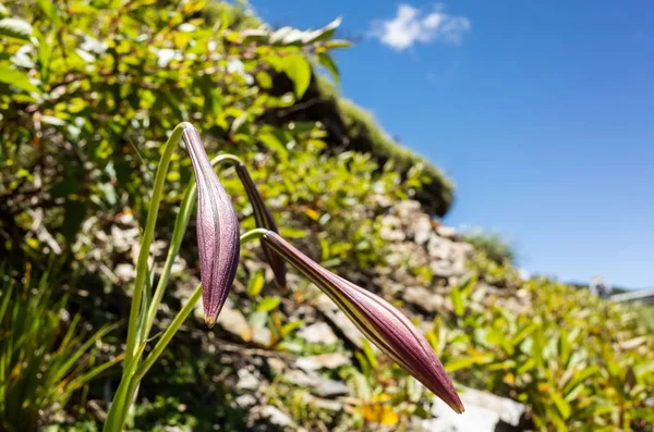 Tchajwanská lilie žijící v Hehuské hoře — Stock fotografie
