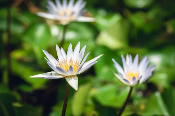 Fleur de lotus blanche aux feuilles vertes — Photo
