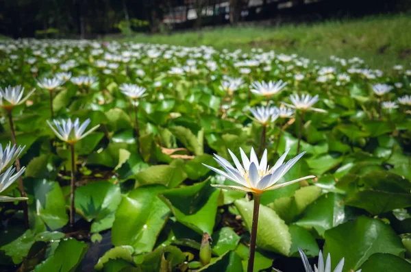 White lotus flower with green leaves — Stock Photo, Image