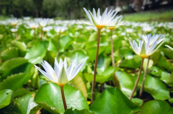 White lotus flower with green leaves — Stock Photo, Image