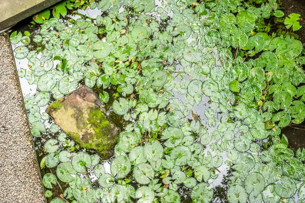 Hojas en el estanque de loto en un jardín — Foto de Stock