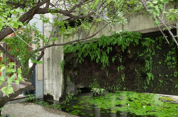 Folhas em lagoa de lótus em um jardim — Fotografia de Stock