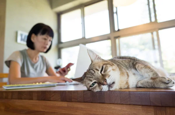 Lavorare a casa con il suo gatto — Foto Stock