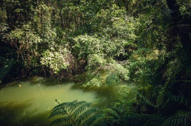 Göletli tropikal orman manzarası