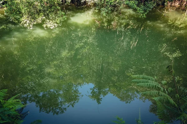 Paisagem de floresta tropical com uma lagoa — Fotografia de Stock