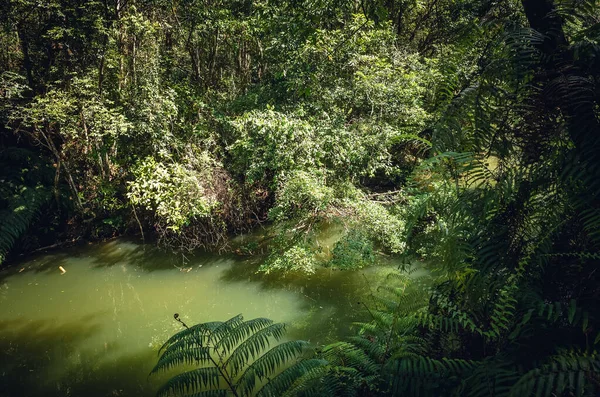 Táj trópusi erdő egy tó — Stock Fotó