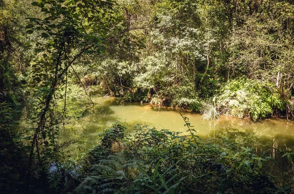 Paisaje de bosque tropical con un estanque —  Fotos de Stock