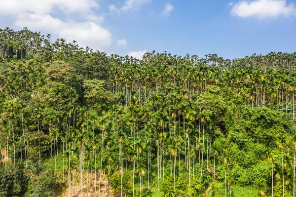 Landschap van betelnoot boom onder de hemel — Stockfoto