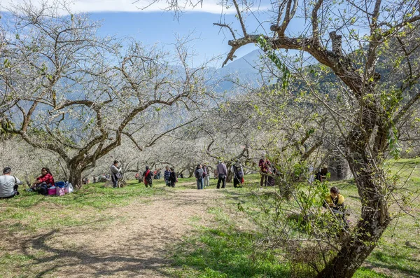 Nantou Taiwan Jan 6Th 2020 Landscape White Plum Blossom Winter — Stock Photo, Image