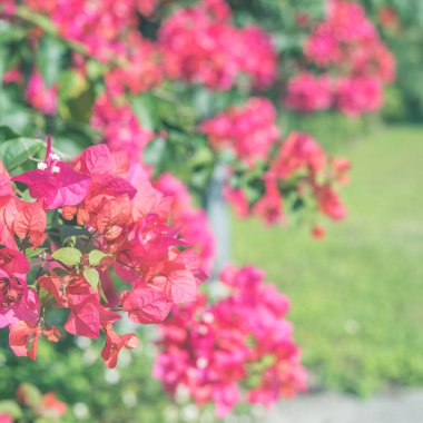 Açık havada kırmızı bougainvillea çiçekleri, doğa arka planı kavramı