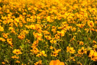 Açık havada renkli kozmos çiçekleri çiftliği