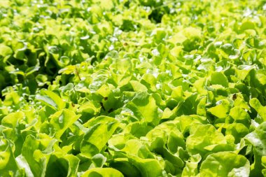 Güneşli bir günde çiftlikte organik yeşil sebzeler