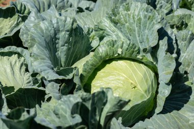 Açık havada yeşil lahana tarlası manzarası