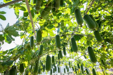 Nantou, Tayvan 'da gündüz vakti banyo lifi çiftliği.
