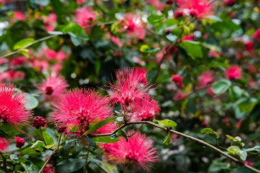 Kırmızı pudra çiçekleri, Calliandra hematocephala ağacı açık havada.
