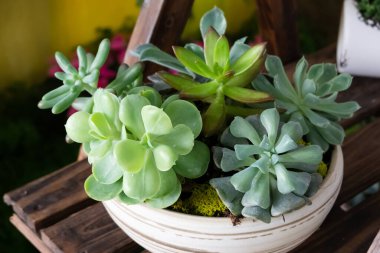 saksıda çeşitli taze kaktüsler var.