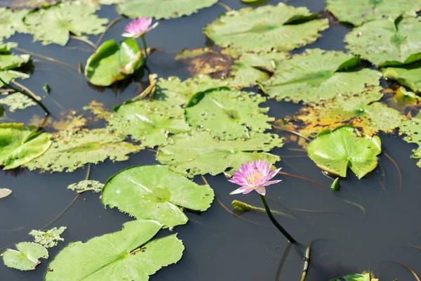 Pink Lotus Flower Green Leaves Farm — Stock Photo, Image
