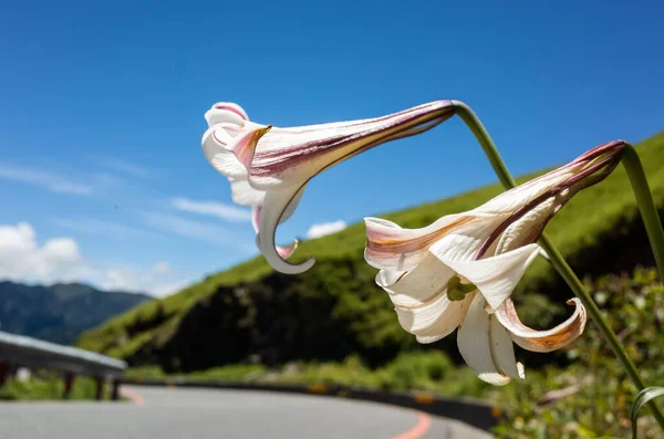 Native Species Taiwan Lily Living Hehuan Mountain Sky Daytime — Stock Photo, Image