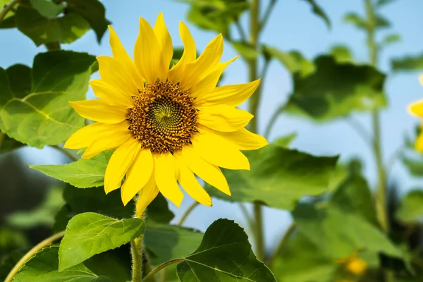 Landscape Sunflowers Farm Yellow Flowers Daytime — Stock Photo, Image