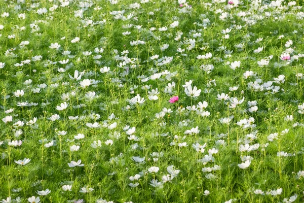 Bílý Kosmos Květiny Farma Přírodě — Stock fotografie