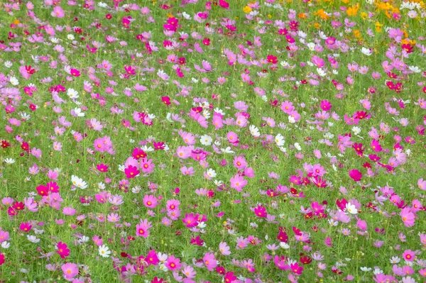 Colorido Cosmos Flores Granja Aire Libre — Foto de Stock