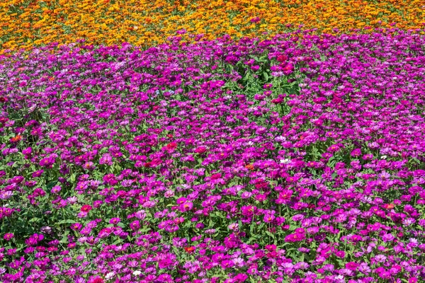 Colorido Cosmos Flores Granja Aire Libre — Foto de Stock