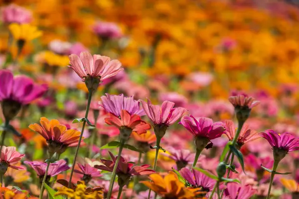 Ferme Colorée Fleurs Cosmos Plein Air — Photo