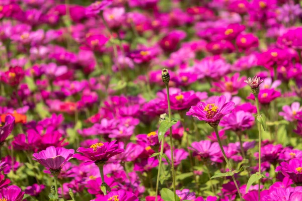 Fiori Cosmo Rosa Viola Fattoria All Aperto — Foto Stock