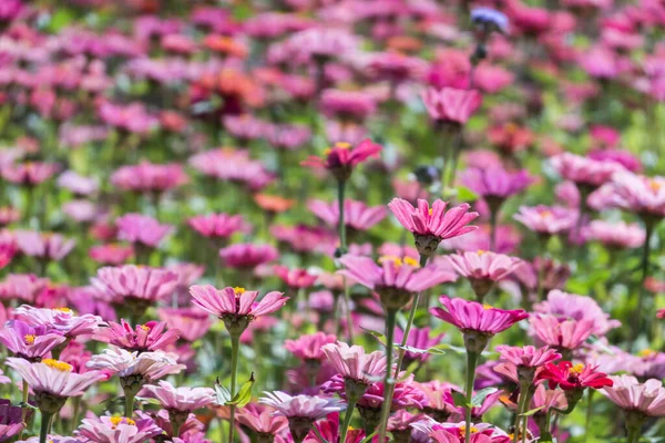户外的粉色和紫色宇宙花卉农场 — 图库照片