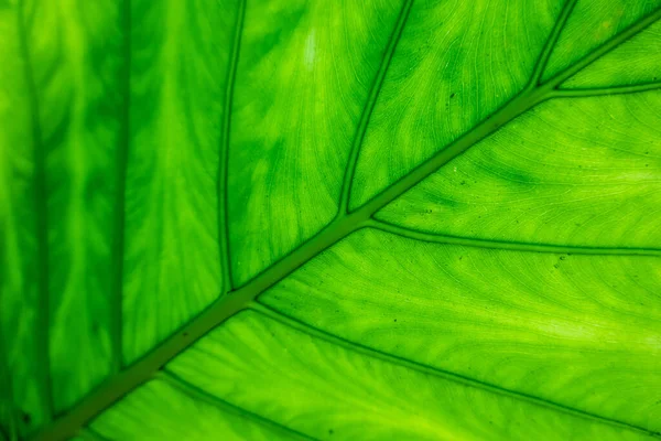 Zelený Alocasia Odora List Venkovním Městě — Stock fotografie