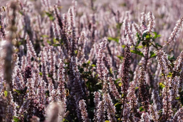 Růžové Fialové Mezona Květiny Farmě Tchaj Wan — Stock fotografie