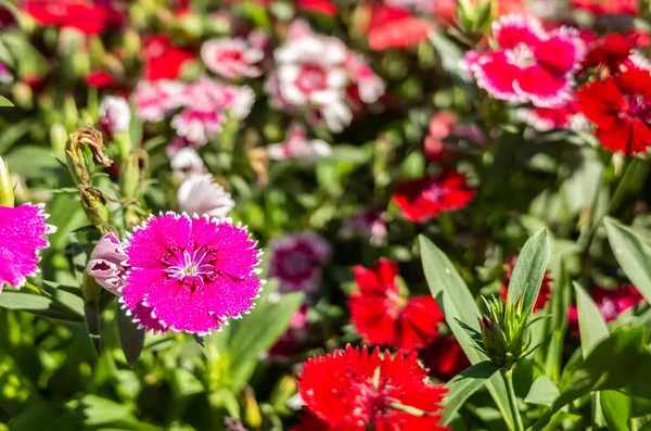 Dianthus Flores Jardim Livre — Fotografia de Stock