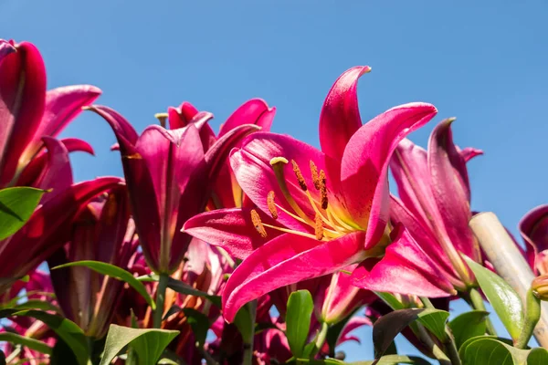 Czerwony Piękno Lilia Kwiaty Pod Błękitnym Niebem — Zdjęcie stockowe