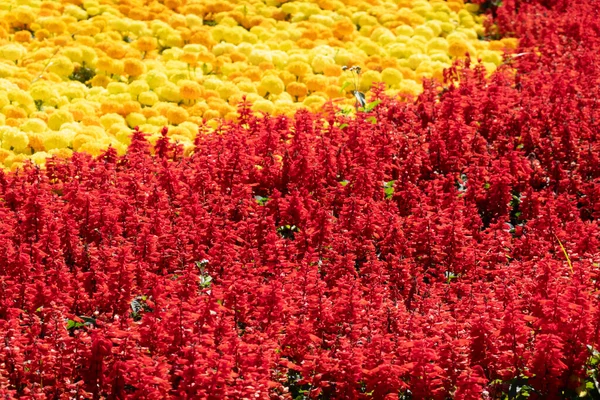 Czerwony Kwiat Szałwii Kwitnący Ogrodzie Zimą — Zdjęcie stockowe