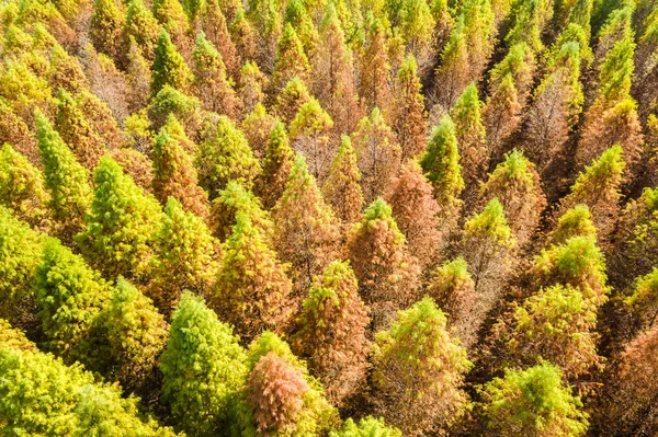 Landscape Drone View Yellow Larch Tree — Stock Photo, Image