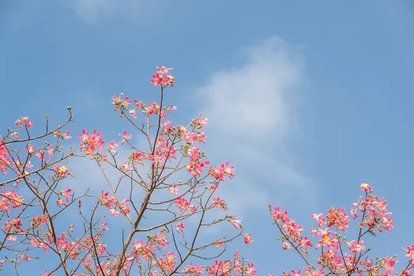 Krajina Růžové Hedvábné Nitě Strom Květiny Tchaj Wanu — Stock fotografie