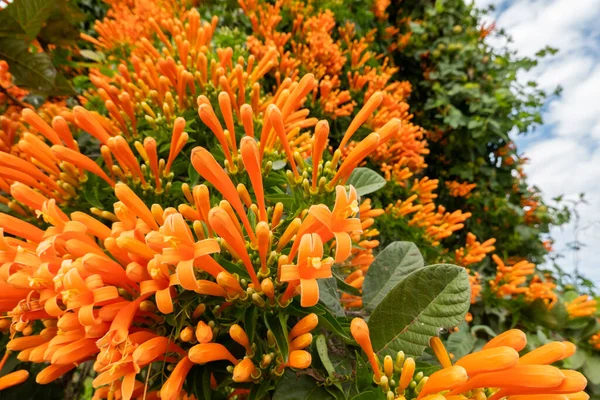 Naranja Llameante Trompeta Vid Flores Bajo Cielo Taiwán — Foto de Stock