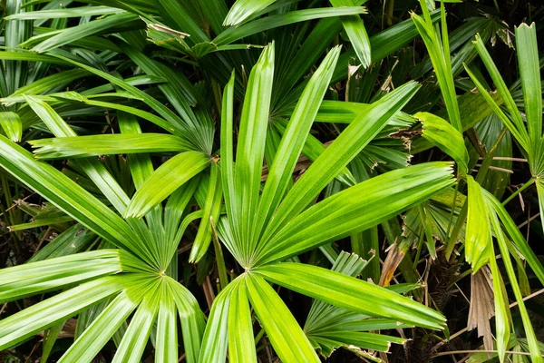 Plantes Tropicales Fond Feuilles Vertes Texture Nature — Photo