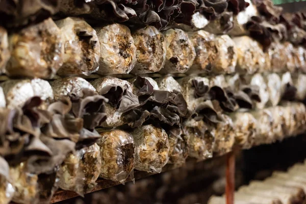 Mushrooms Growing Plastic Bag Farm Nantou Taiwan — Stock Photo, Image