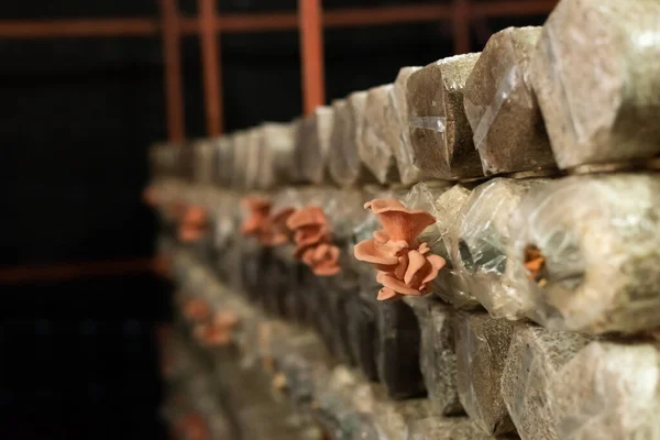 Cogumelos Crescendo Saco Plástico Uma Fazenda Nantou Taiwan — Fotografia de Stock