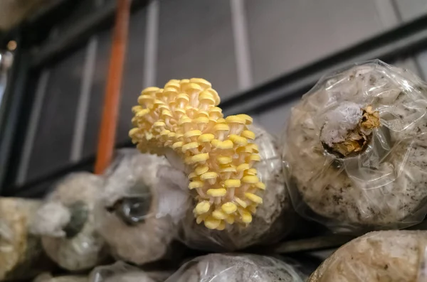 Mushrooms Growing Plastic Bag Farm Nantou Taiwan — Stock Photo, Image