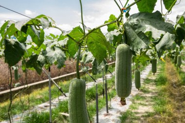 Nantou, Tayvan 'da gündüz vakti banyo lifi çiftliği.