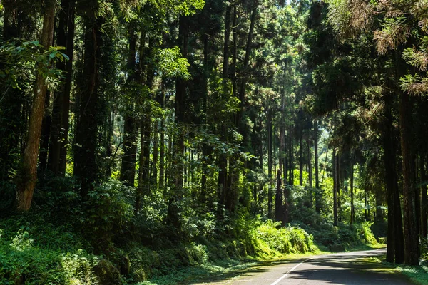 Stairs Forest Xitou Nantou Counry Taiwan — Stock Photo, Image