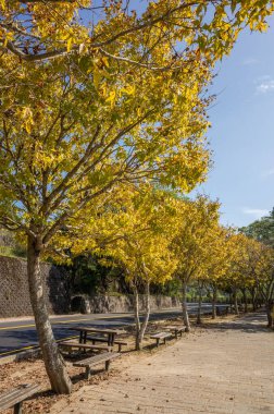 Mavi gökyüzünün altında sarı yapraklar, sonbahar kavramı.