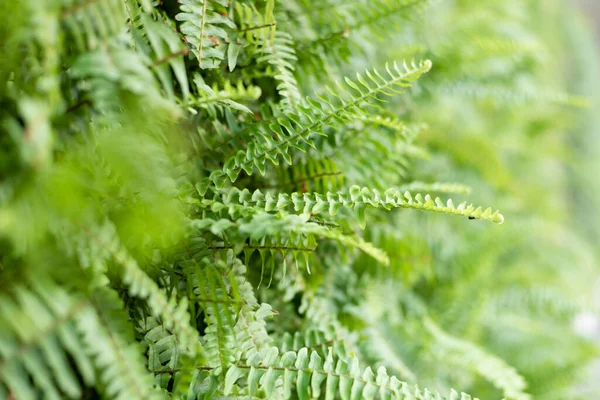 Yeşil Eğreltiotu Yüzeysel Derinlik Odaklı Duvarda Yapraklar — Stok fotoğraf