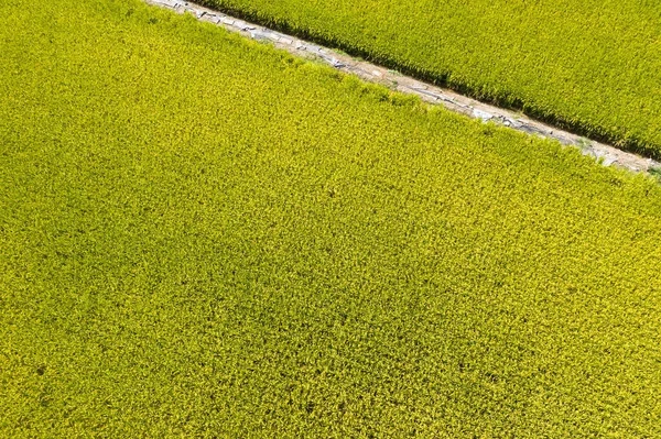 Luchtfoto Van Gele Rijstboerderij Changhua Taiwan — Stockfoto