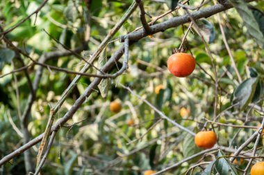 Tayvan 'ın Xinpu kasabasındaki çiftlikteki ağaçta yetişmiş sarı hurma ağaçları.