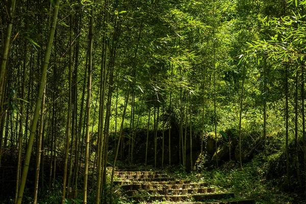 Schody Lesie Xitou Wsi Nantou Tajwan — Zdjęcie stockowe